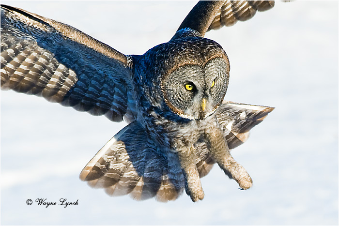 Hunting Great Gray Owl 140 by Dr. Wayne Lynch &copy;